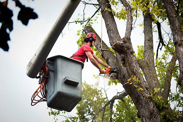 Trusted Roslyn, PA Tree Removal and Landscaping Services Experts